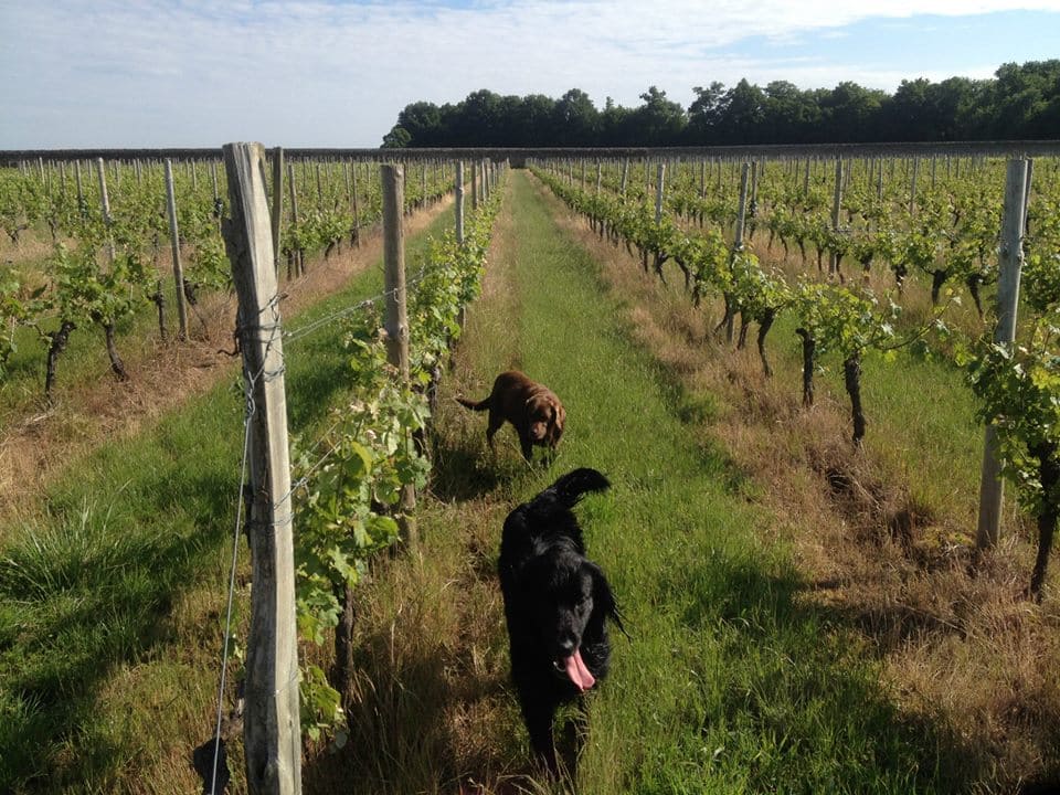 Hotchkiss se balandant dans les vignes du Château de Plassac