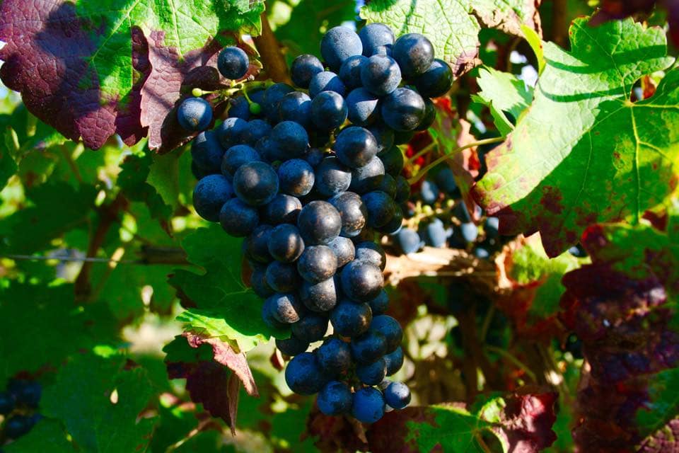 Vignes des terres viticoles du Château de Plassac