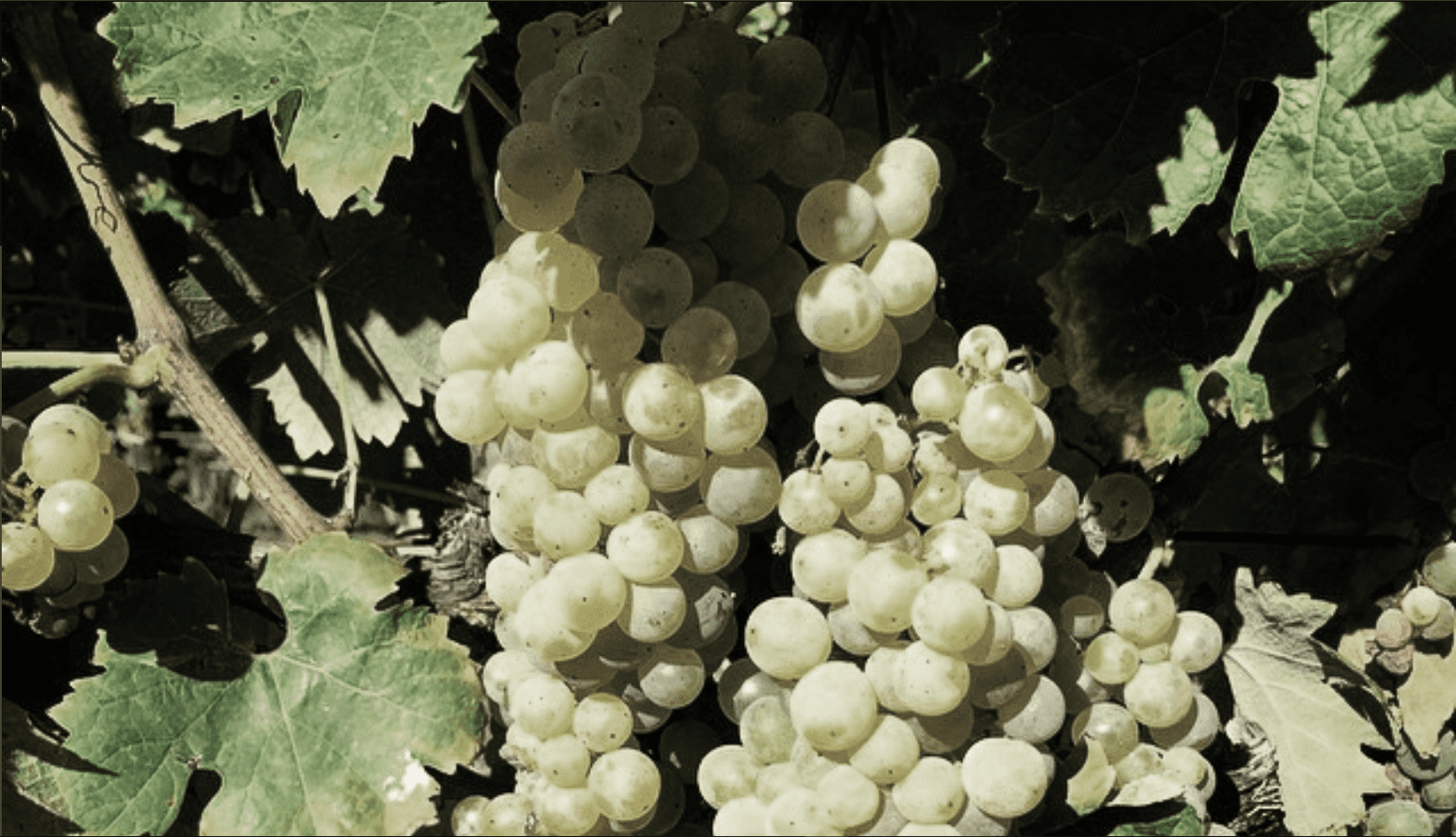 Ugni blanc des vignes du Château de Plassac